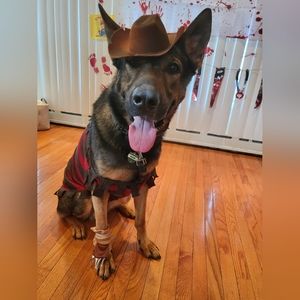 Freddy Kreuger Dog Costume 🤠